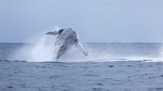 whale pacific coast