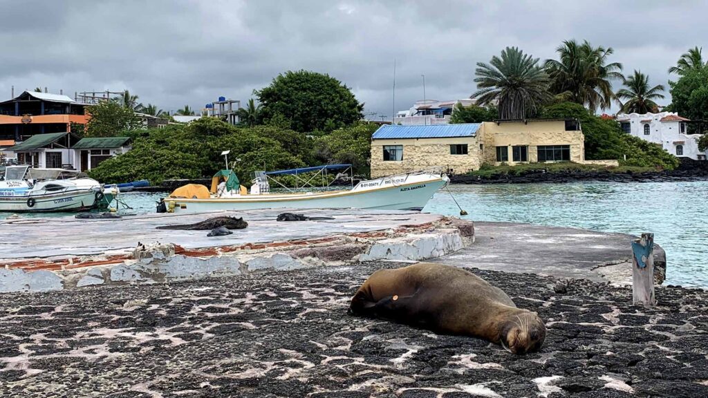 Zeeleeuw op de Galapagos Eilanden